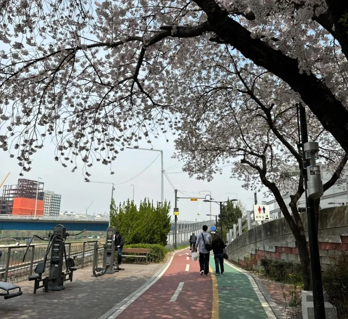 Atelier Seongsu Riverside Loft Cherry Blossom Road Han River Airport Bus Seoul